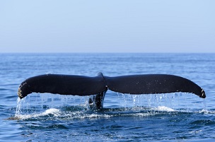 Blue whale Sri Lanka © Stephen Meese 2011