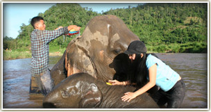 Elephant Nature Park