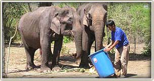 Feed elephants at the Elephant nature park