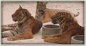 Tiger Island on Wildlife Holiday