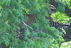leopard in Sri Lanka