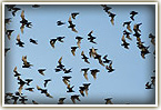 A million bats in Thailand