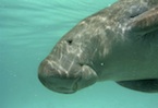 manatee