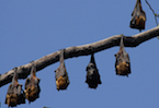 bats in Sri Lanka