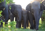 elephants in sri lanka