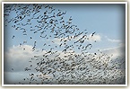 Bats in Khao Yai