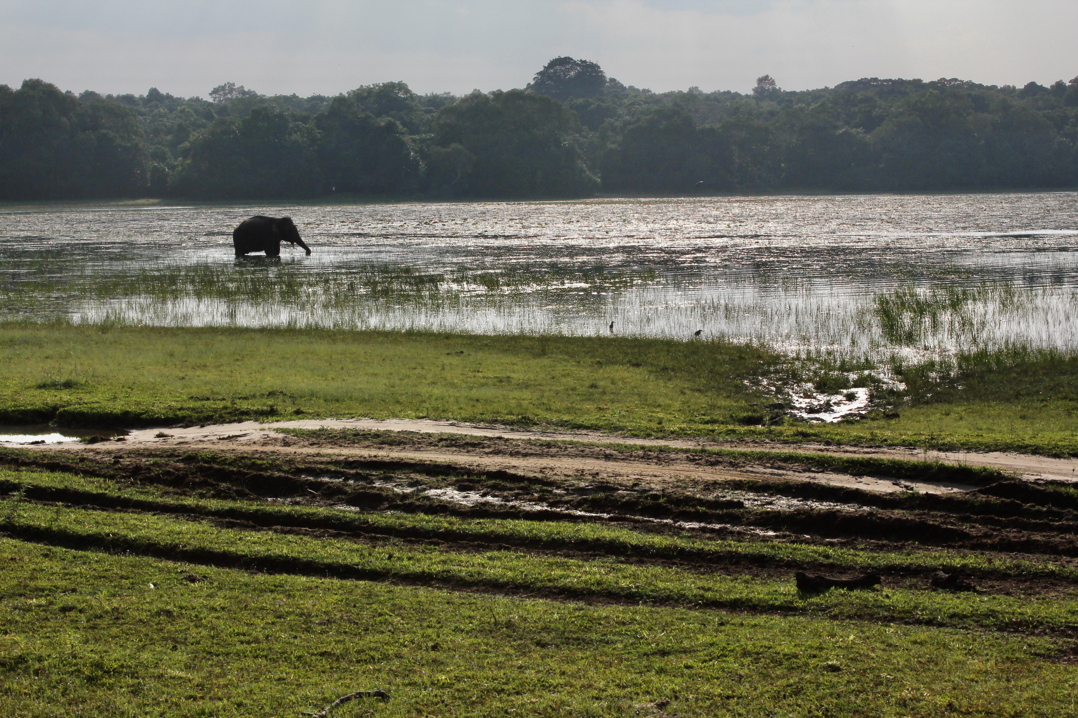 elephant in Wilpattu