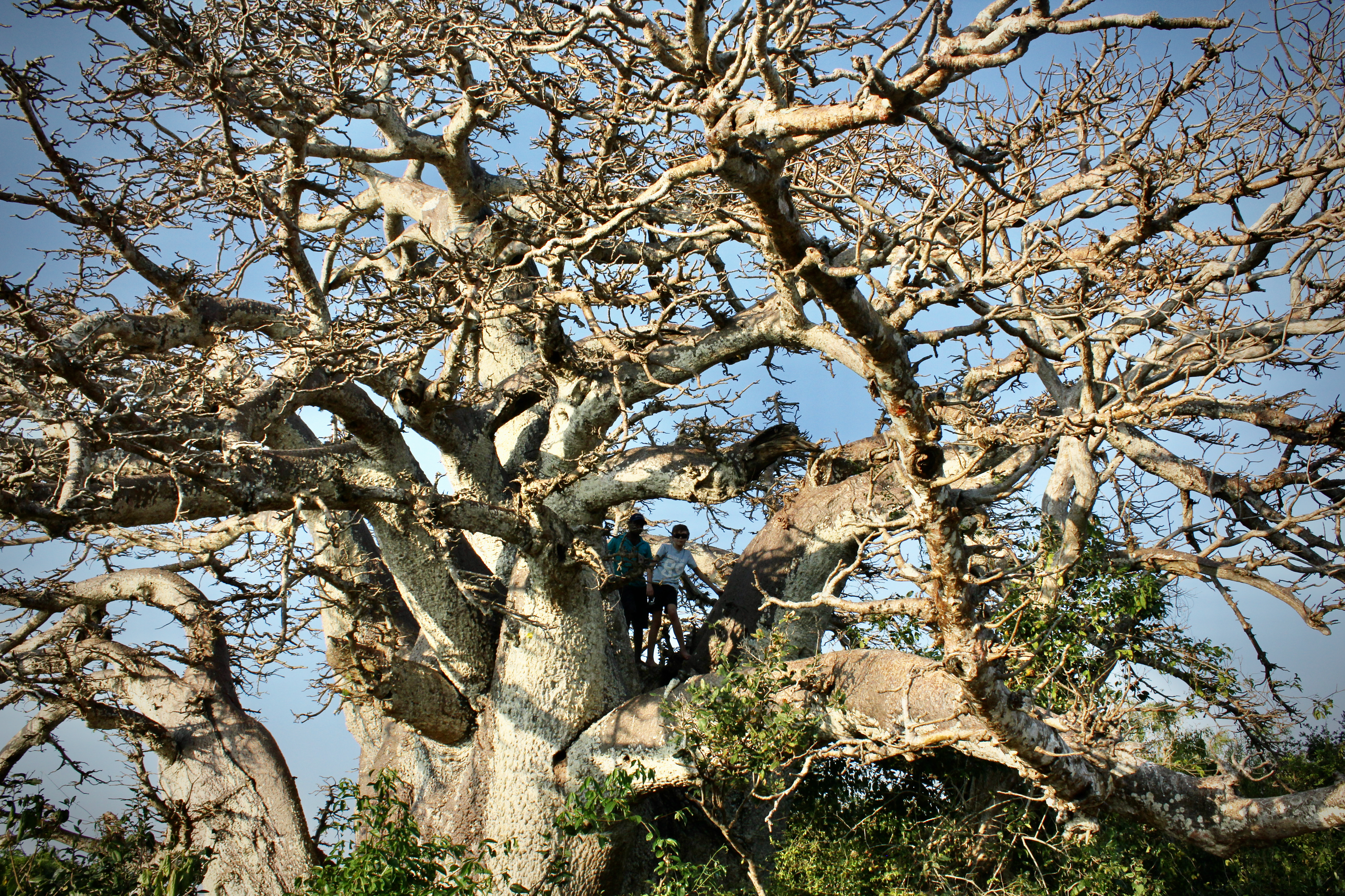 leopard in Wilpattu