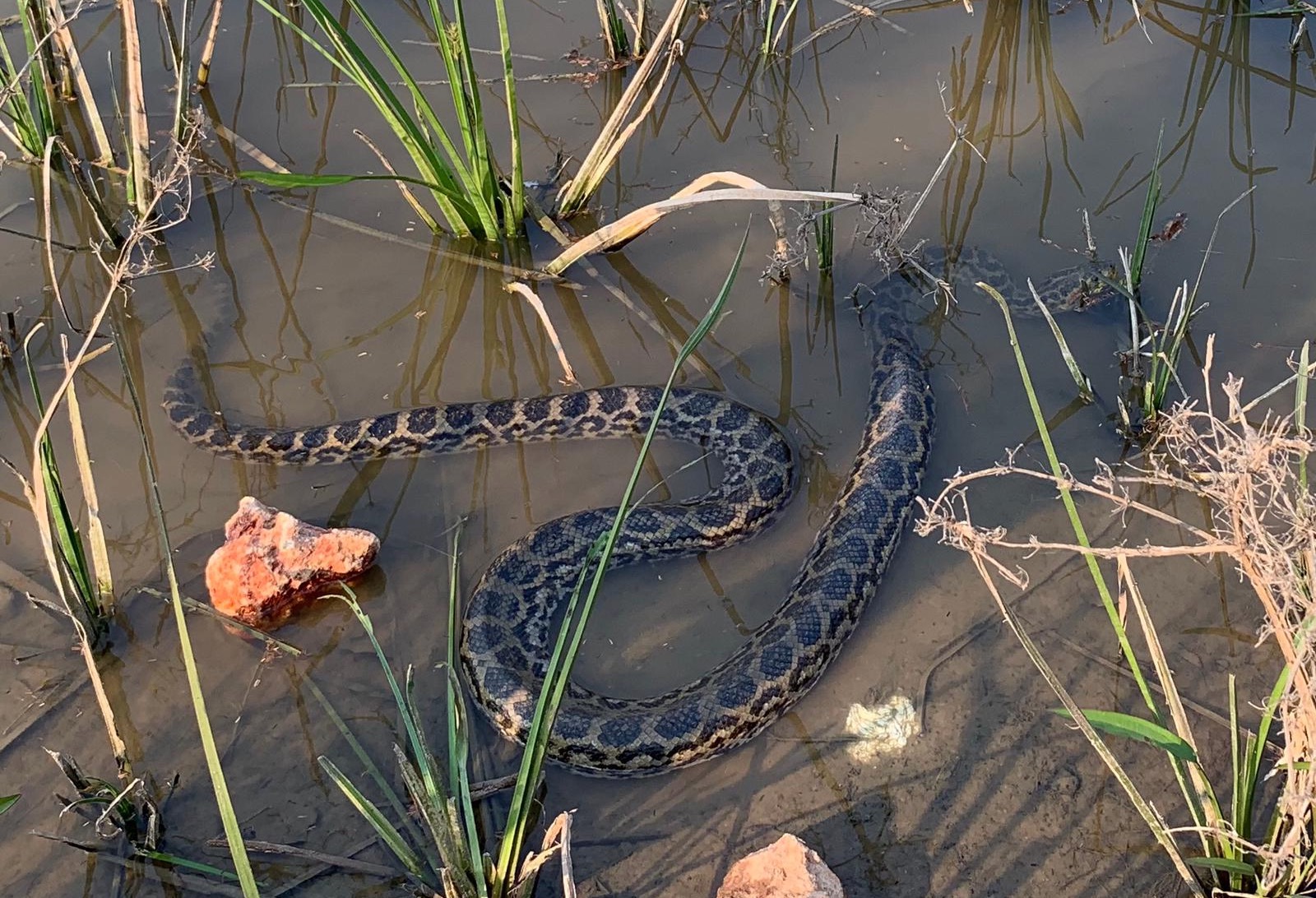 snake