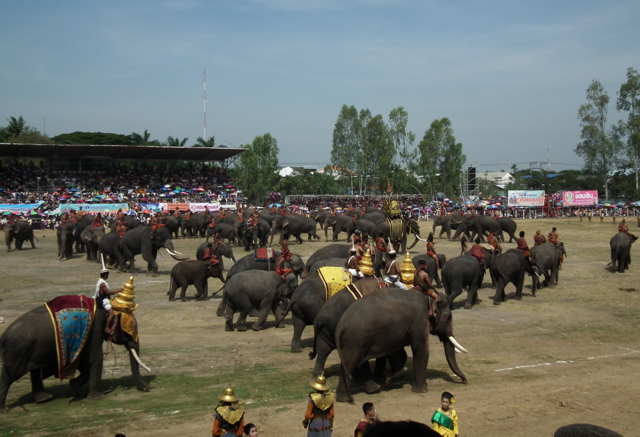 Elephants at Surin