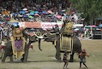 Elephants at Surin